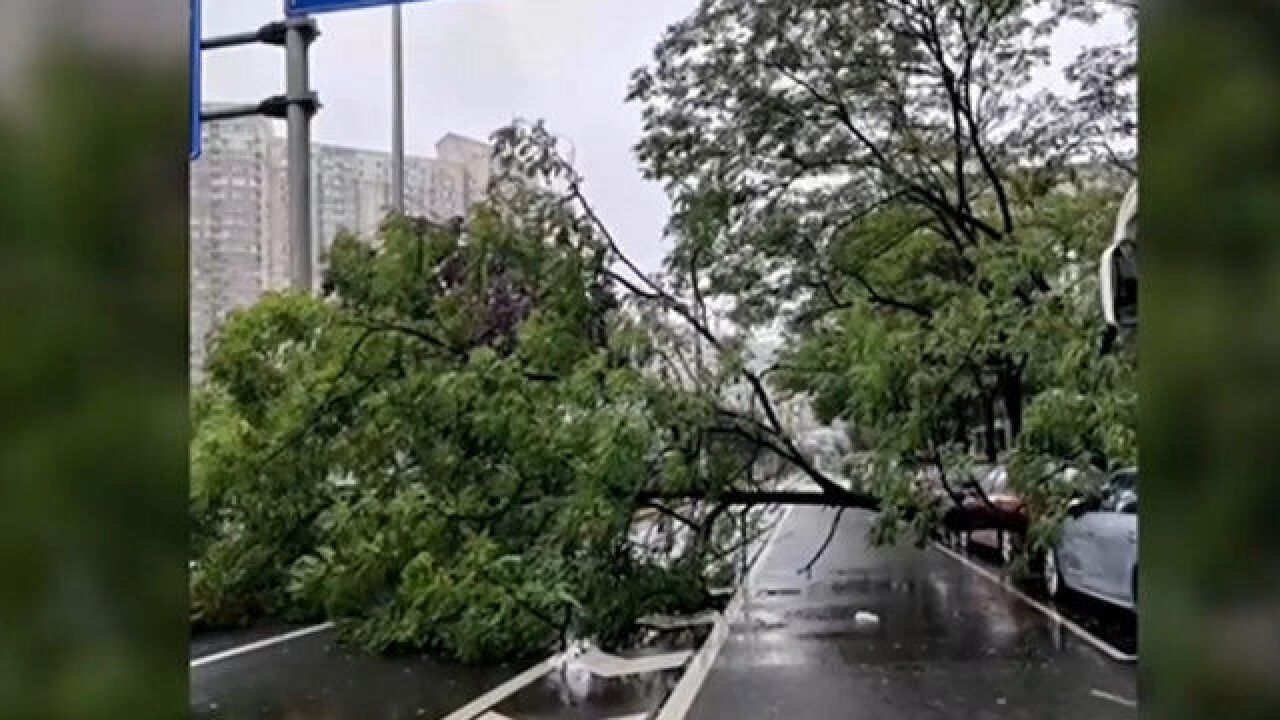 10余米大树风雨中倒地拦路,横跨辅路,朝阳区园林绿化局10分钟紧急处置