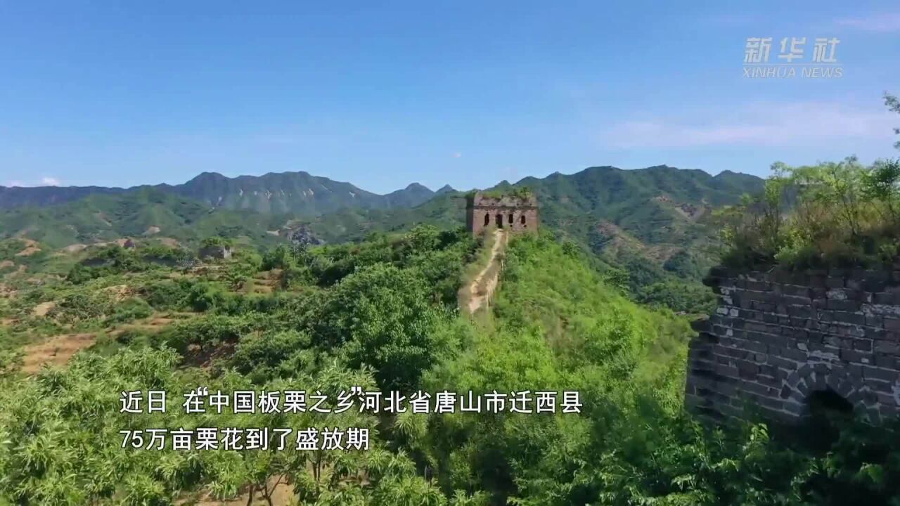 千城胜景|河北迁西:长城脚下栗花香