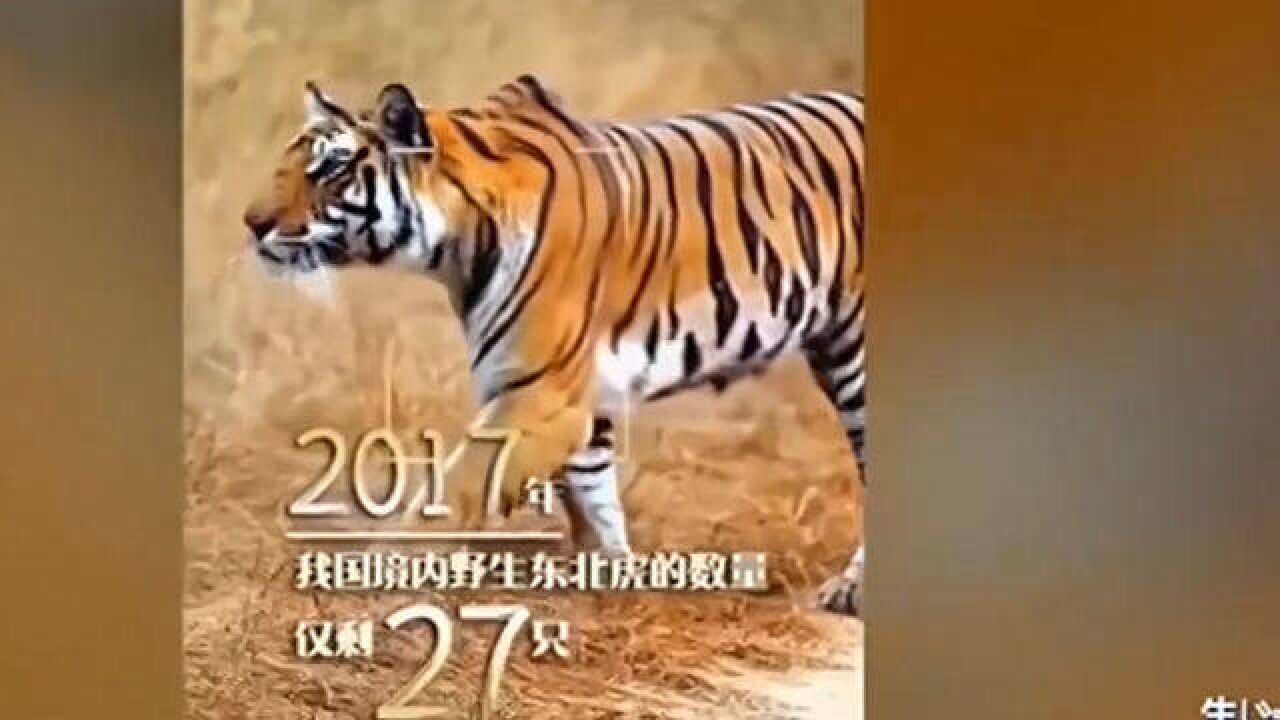 第12个全球老虎日:我国老虎保护成效显著,野生东北虎超60只