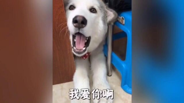 爆笑动物合集(猫咪说话VS狗狗说话,你们觉得谁的普通话更标准)