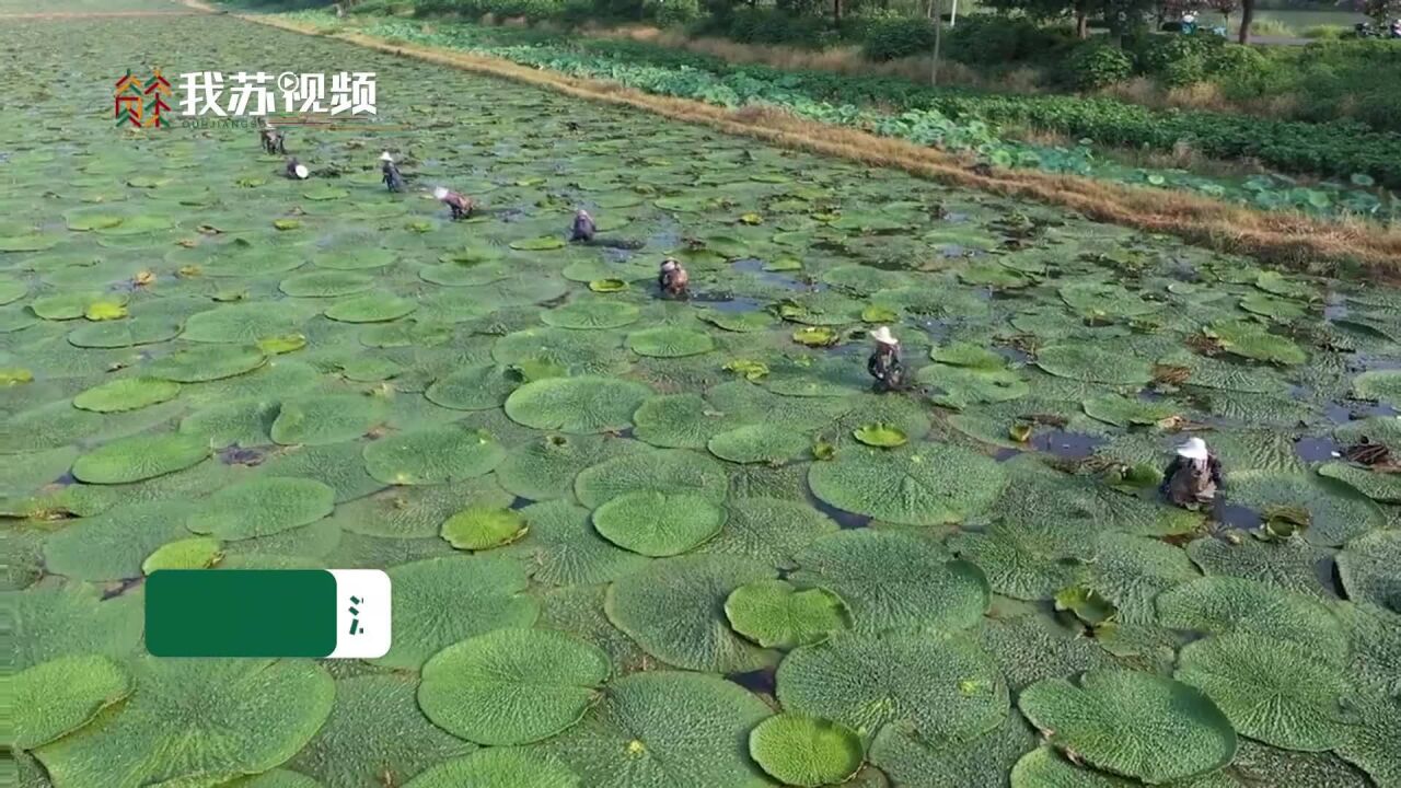 夏日丰收图:农民采收芡实惊起一池鹭鸟