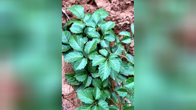 今天介绍一种名贵中草药“绞股蓝”,生活中它的好处真不少