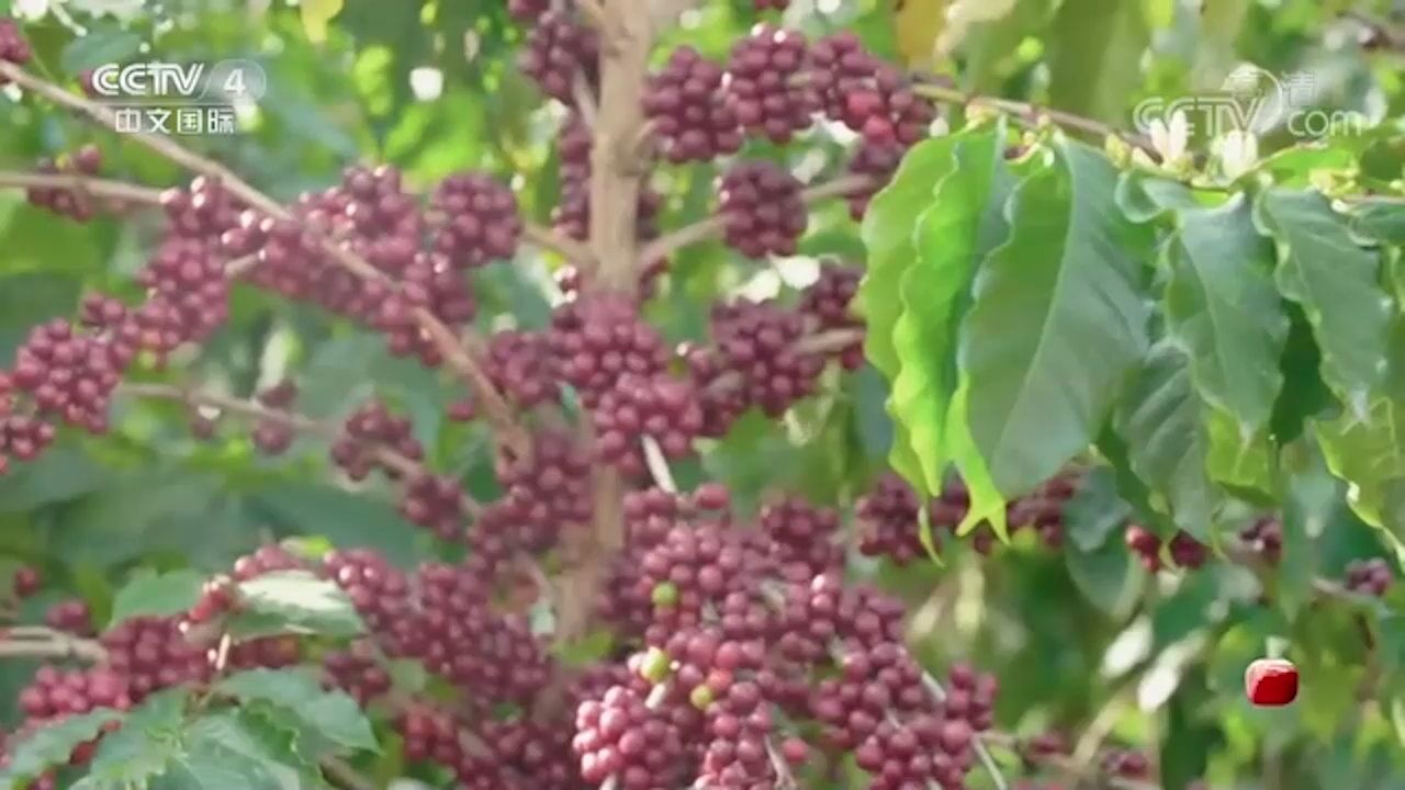 咖啡成熟的季节,新寨村一望无际咖啡树组成绿色海洋