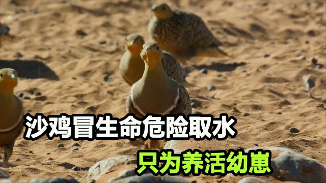 沙鸡为养活幼崽,每天飞行近200公里,冒死在苍鹰面前取水