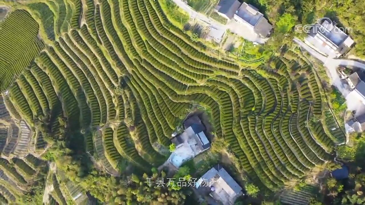 【中国三农报道】湖北恩施硒茶:茶与硒在原生态环境的有机结合