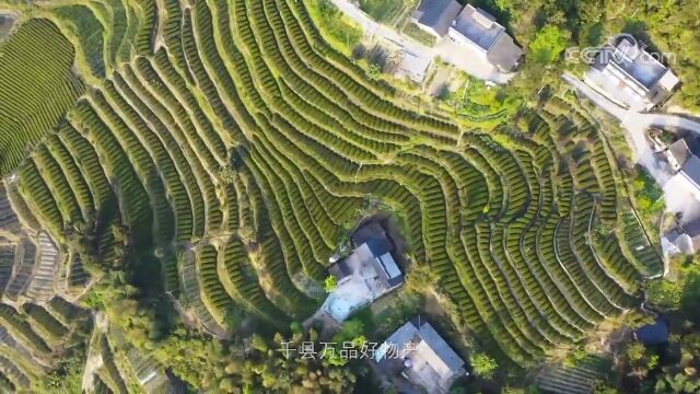 【中国三农报道】湖北恩施硒茶:茶与硒在原生态环境的有机结合