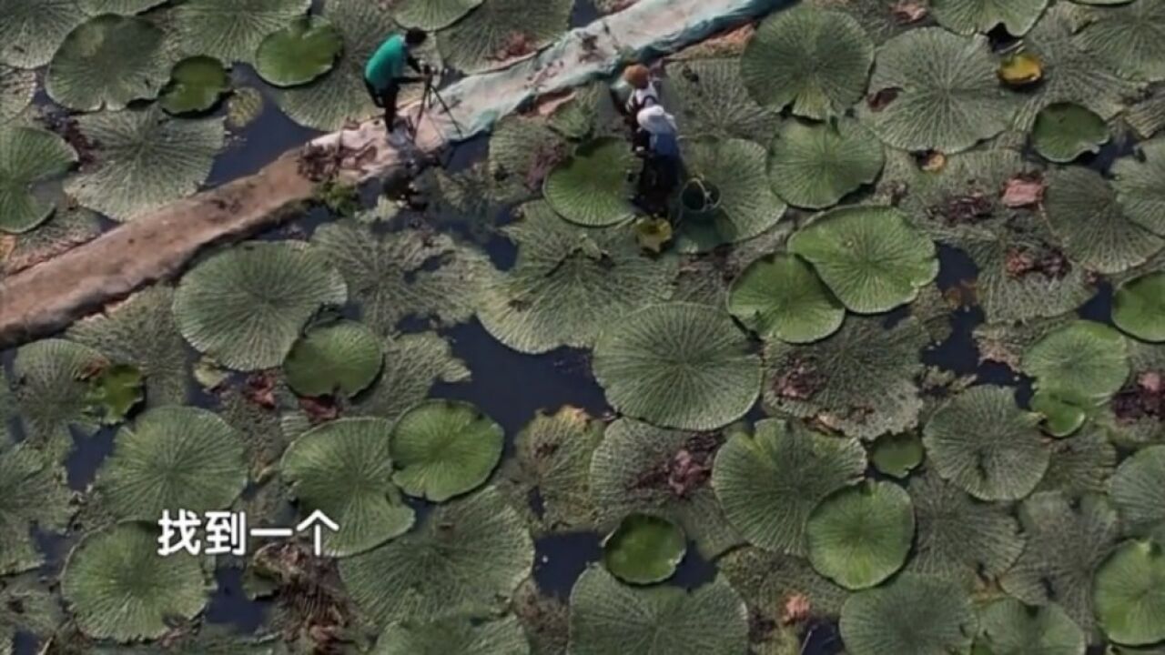 走进九里湖村,体验苏州特产水八仙之一“鸡头米”的采收