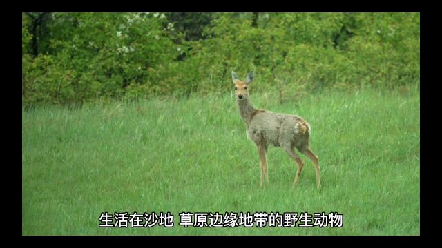 赤峰旅游——克什克腾旗(二十)