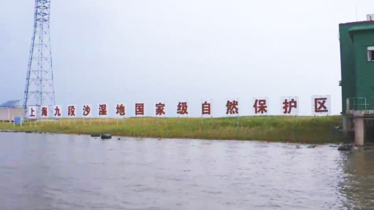 执牛耳者︱浦东机场建造之初 他给鸟儿造＂食堂＂