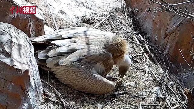 中国首次亲鸟育幼人工繁育高山兀鹫成活