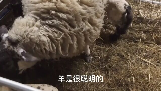 纪录片:如何给羊找个奶妈?这是个大问题