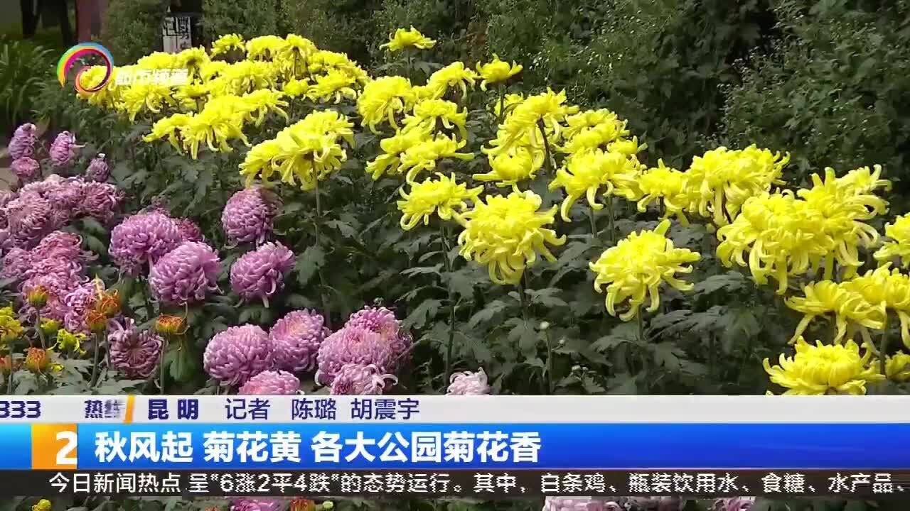 秋风起 菊花黄 各大公园菊花香