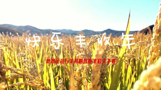 霍山县大化坪镇:深山有机稻米分外香