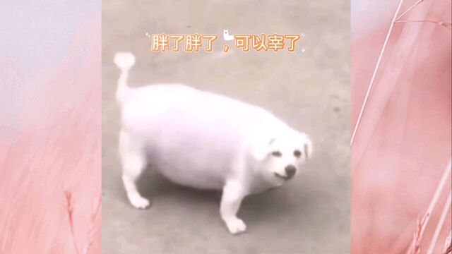 胖胖的挺有喜感