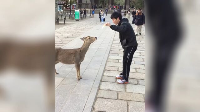 以前彬彬有礼的奈良小鹿,现在见到游客两眼就发光