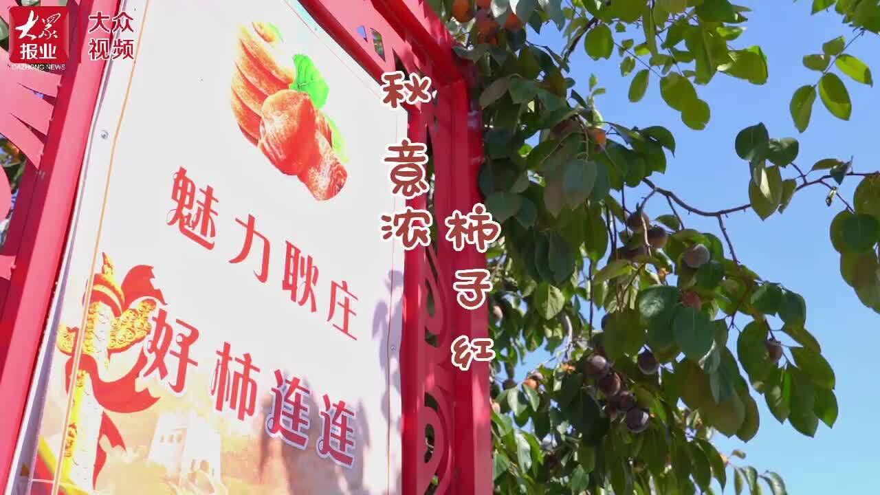 视频|巨野县龙堌镇耿庄村:又是一年喜“柿”连连