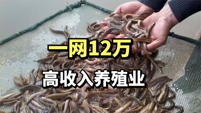 小伙创业养泥鳅,一网捞出12万,年赚1200万,他是怎么做到的?