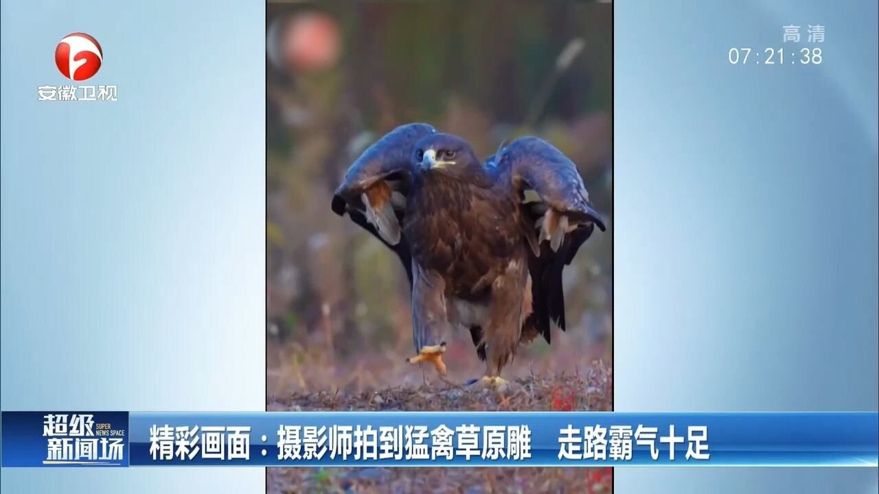 吉林:摄影师拍到猛禽草原雕,走路霸气十足