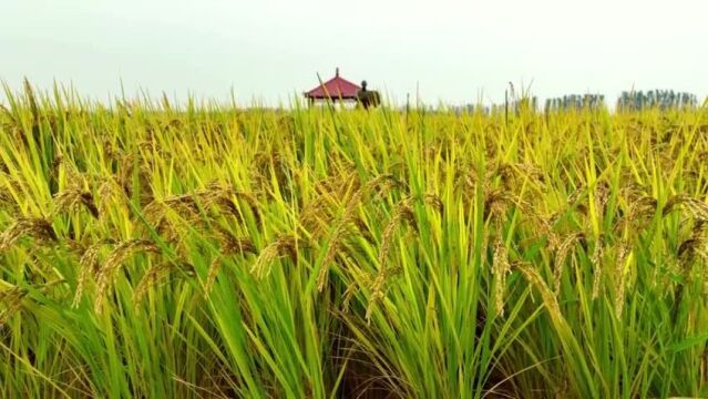 宁夏青铜峡:秋收时节 硕果累累