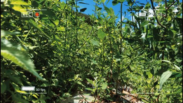 随手拍下的乡间田野分享给大家