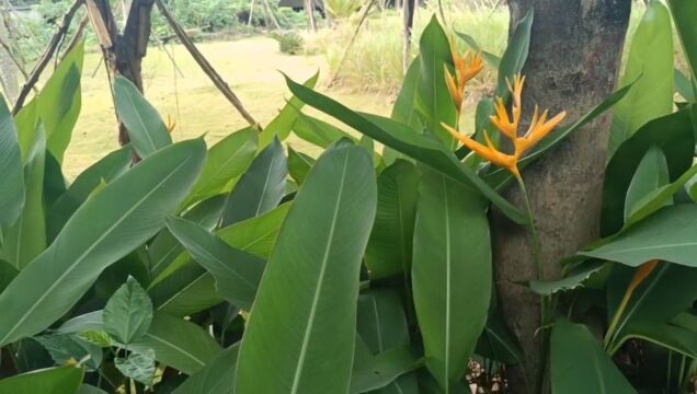 蝎尾蕉:花丛里的富贵鸟,株型美观,花枝挺拔,花型奇特.