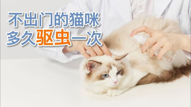 不出门的猫咪多久驱虫一次