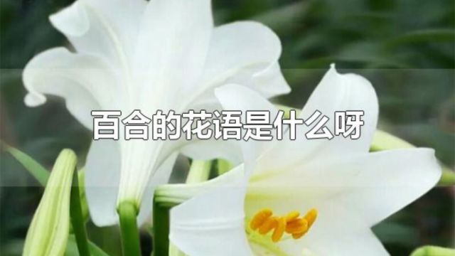 百合花的花语你可知一二…