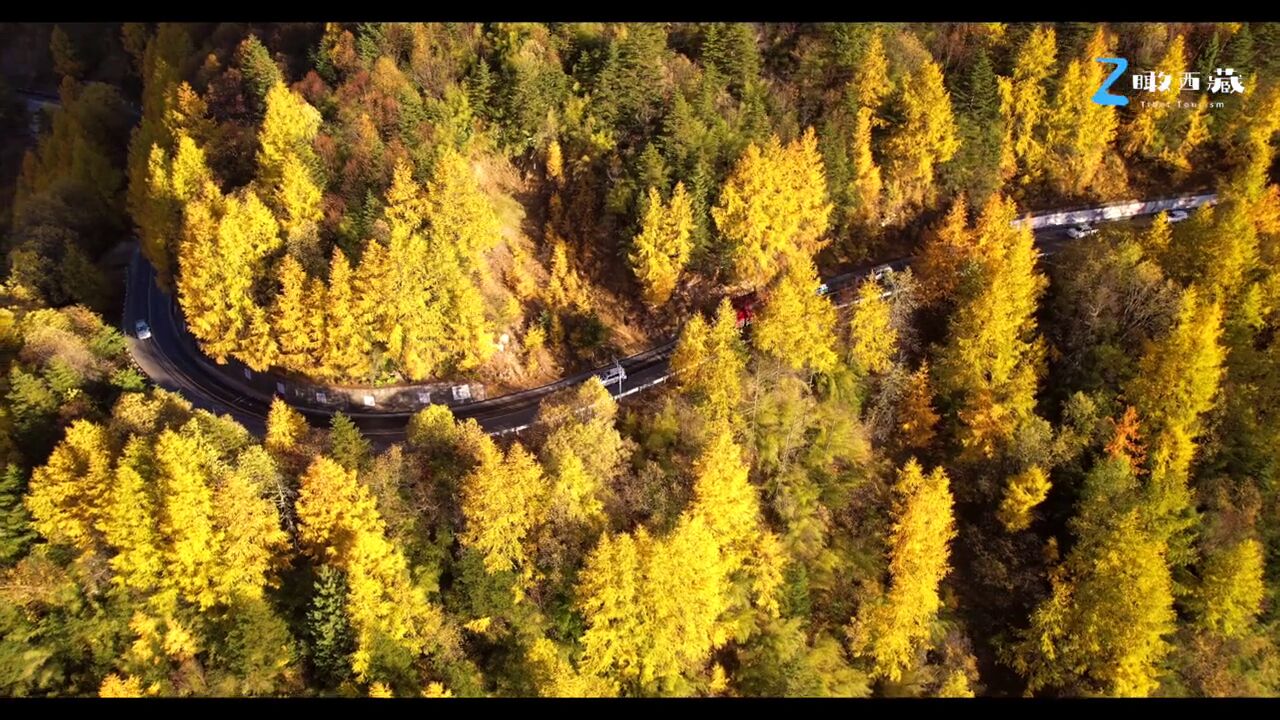 秋风清,秋月明,树树皆秋色,山山落余晖,遇见这金秋时刻的的雪域高原!