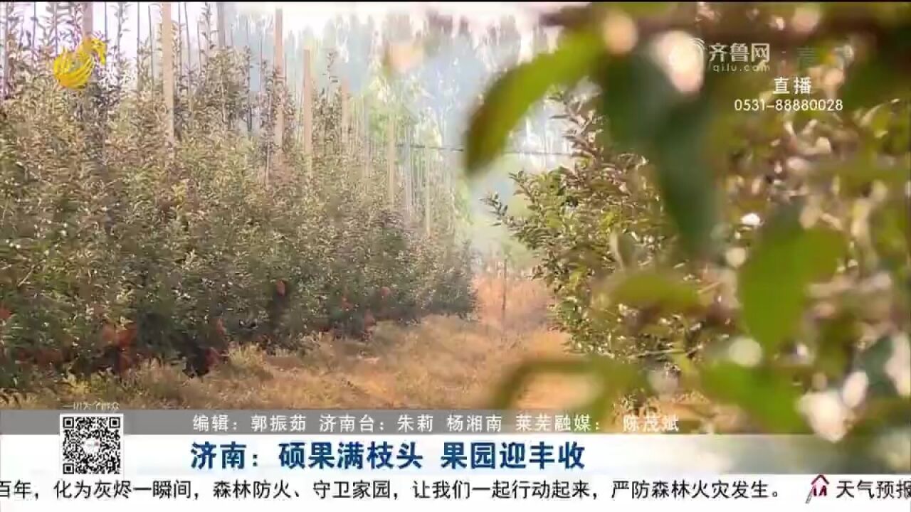 硕果累累!济南这个果园迎来大丰收,苹果近10元一个还供不应求