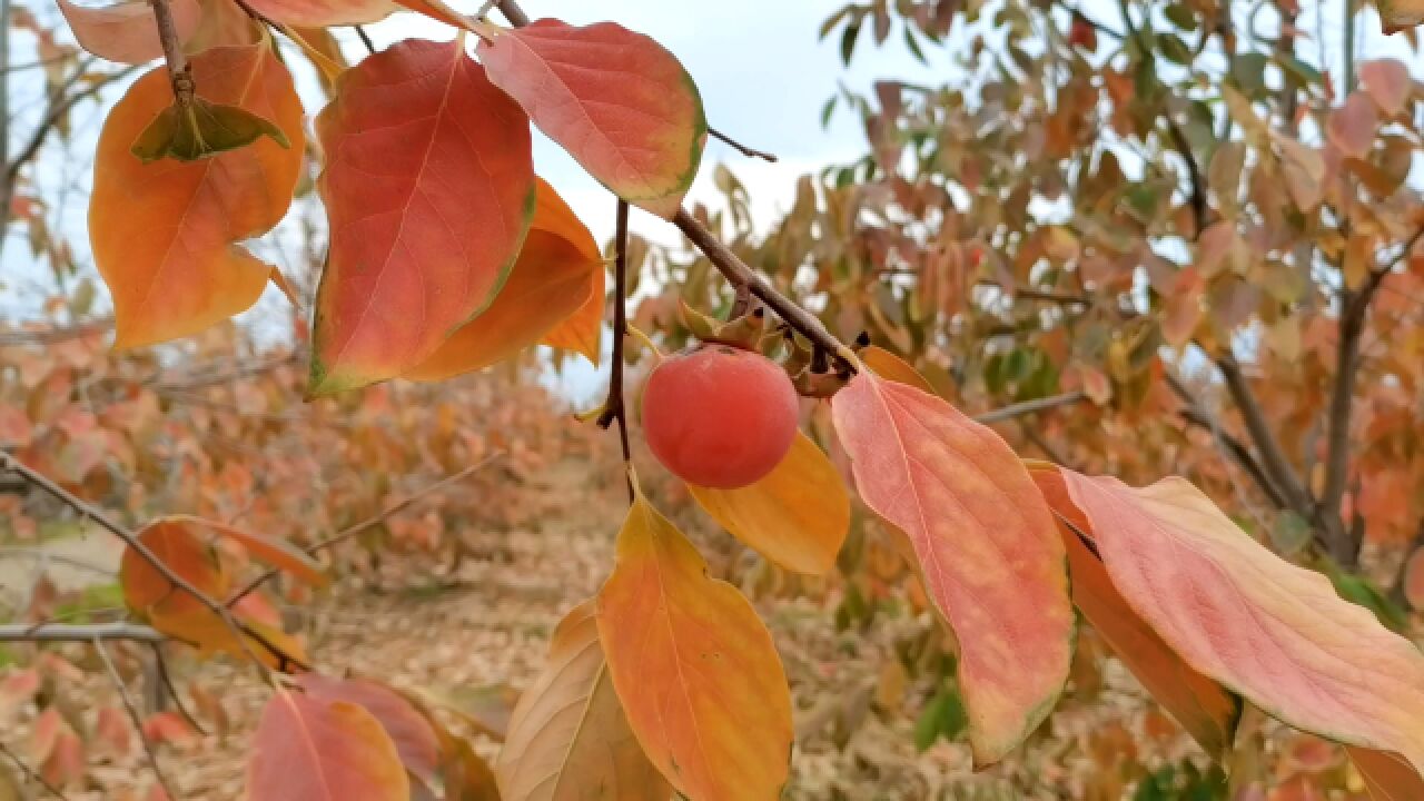 深秋柿子红胜火,柿叶黄黄话凄凉,美景也不免让人感伤