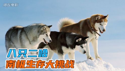 八只狗被遗弃南极， 175天的绝境求生，看了三遍，超级感人《完整版》