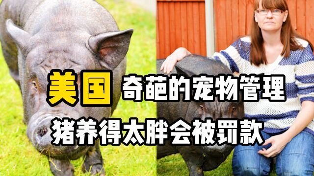 猪养太胖并非好事,搞不好要被罚款,美国宠物管理究竟有多奇葩?