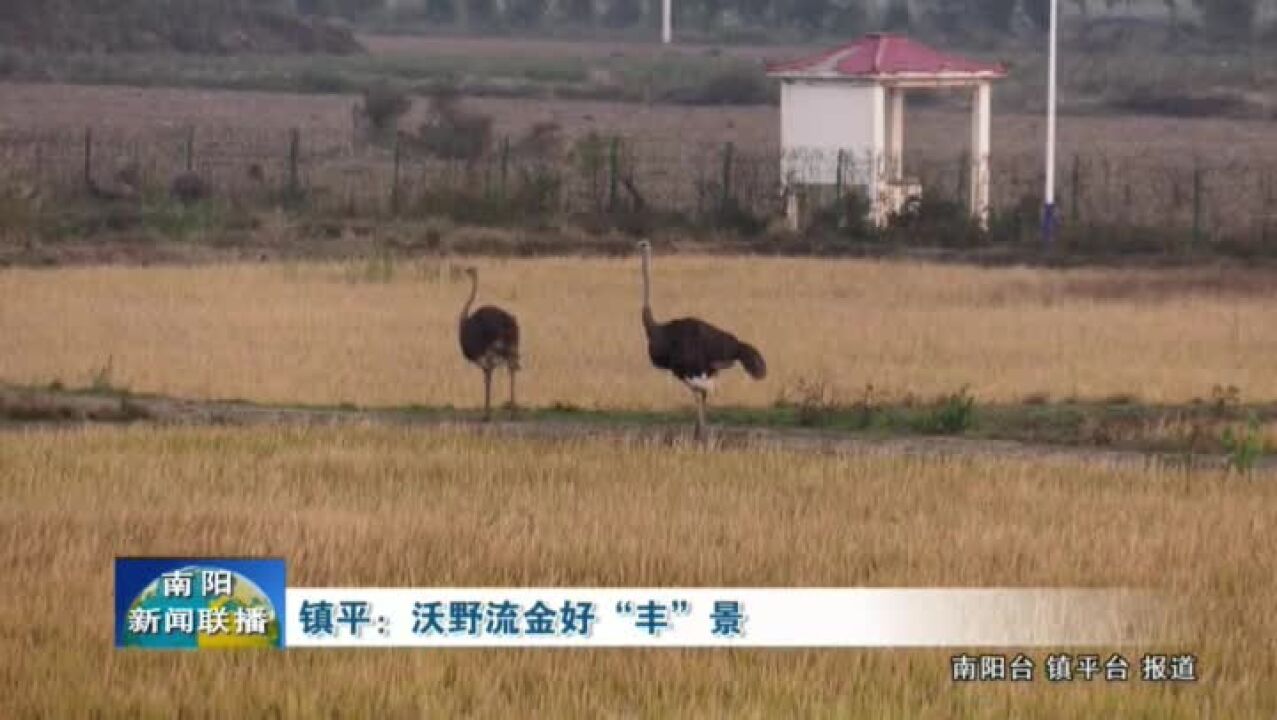 南阳镇平:沃野流金好“丰”景