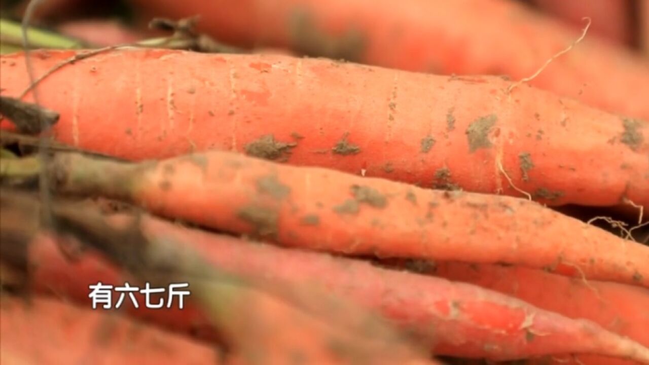 大集寻新鲜!应季好物,看看自家种植的胡萝卜吧!