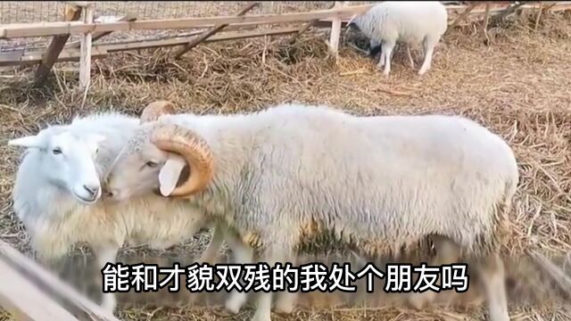 公羊:这...这不浪费感情嘛!