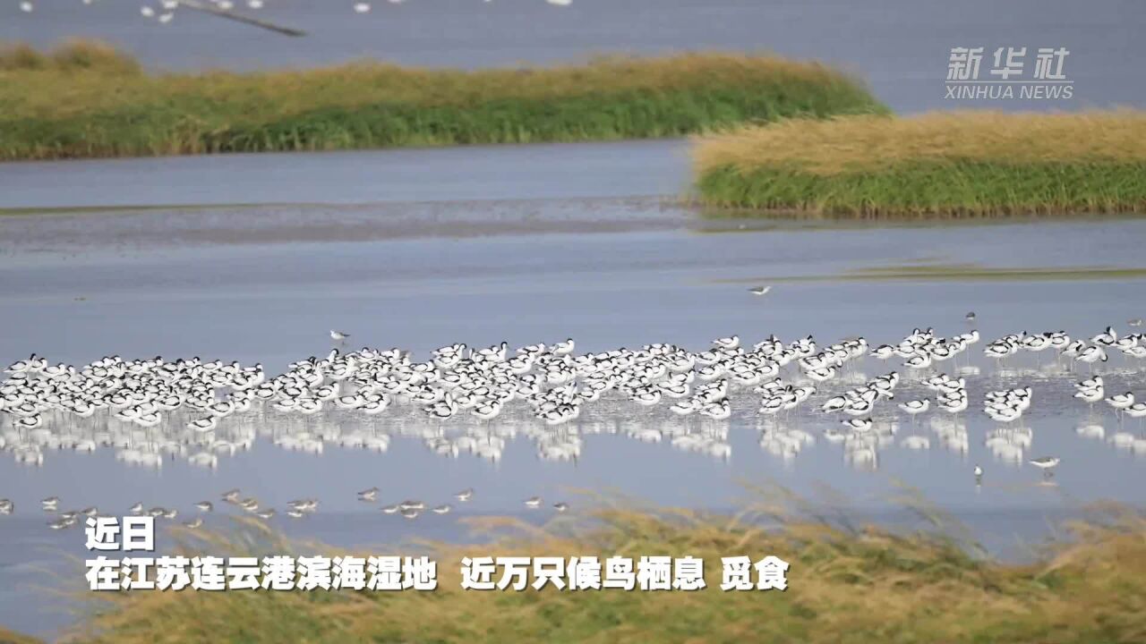 “驱鸟”变“护鸟” 护航候鸟迁徙路