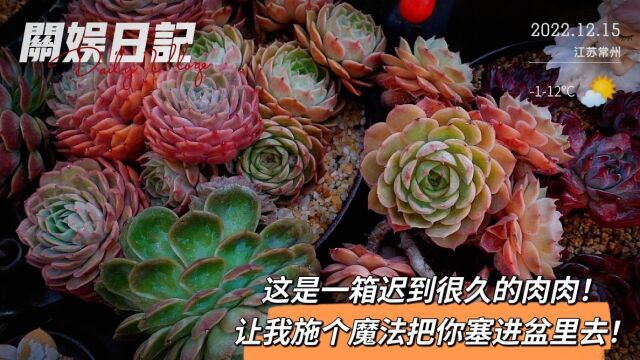 这是我等了很久的那棵肉肉!一定要把你塞进原属于你的大房子里!