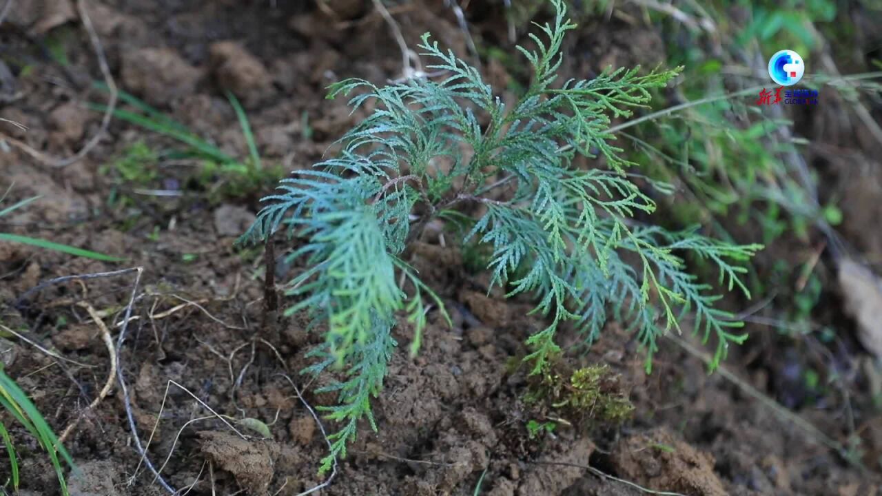 全球连线 | “植物大熊猫”崖柏的新生之旅