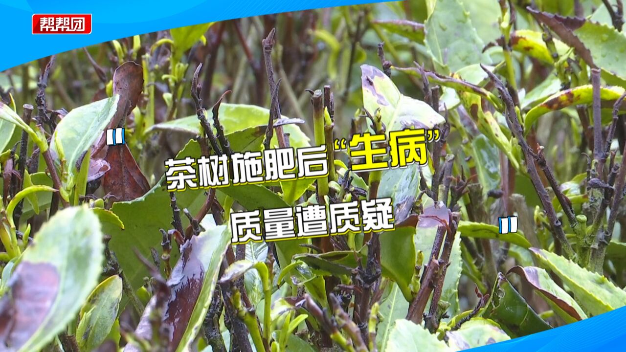 茶树施肥后叶片长不开,茶农怀疑肥料质量,厂家:施肥操作不当