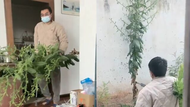 云南男子墙角挖“大草”,识货网友直呼赚大了:野生版连花清瘟!