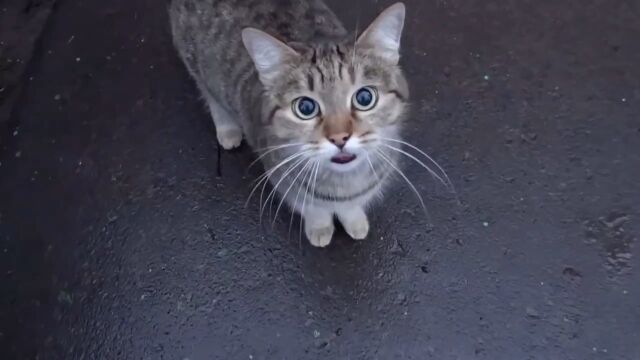 颜值超高的狸花猫