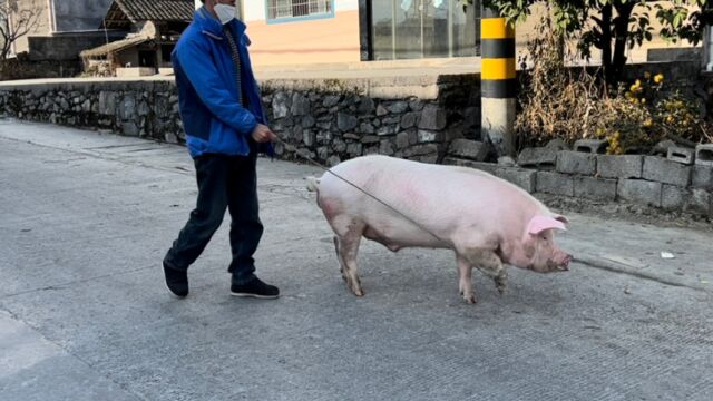 邻居牵着猪猪逛街 不料送它去了屠宰店 怎么也没想到是逛街逛死的