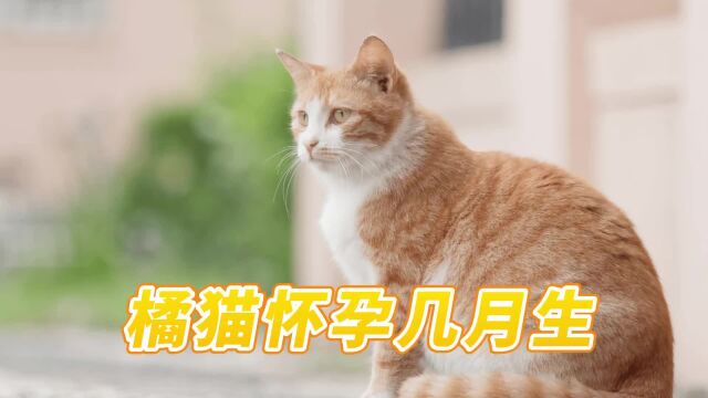 橘猫怀孕几月生?