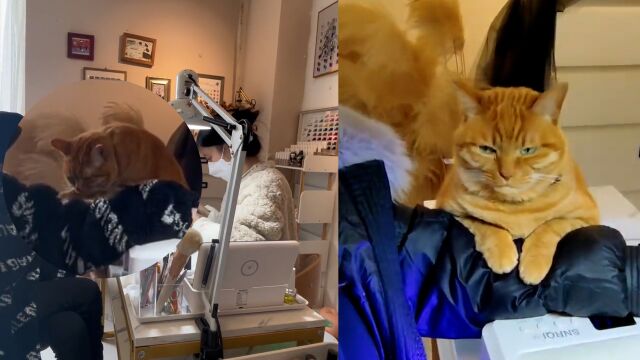 这家店没猫得黄!猫咪主动帮主人揽客,给顾客提供“按摩”服务