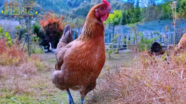 生态散养土鸡如何做到无抗养殖?