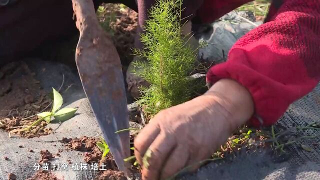 决战时期 天冬栽种进行时