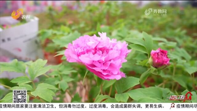 菏泽:30万盆催花牡丹上市,扮靓节日市场