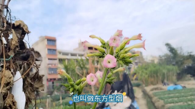 为了研究田间这种植物,宇哥搬出《潮阳县志》,总算找到资料