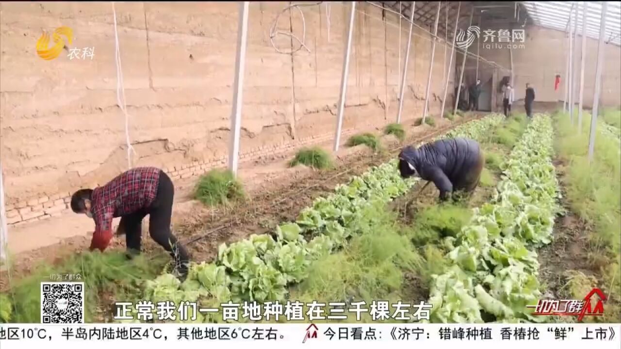 临邑发展特色种植,以点带面扶持特色产业做大做强,带动村民致富