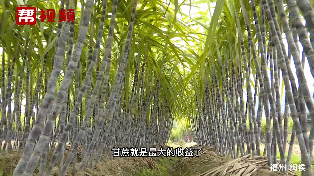 又甜又脆的甘蔗却遇销售难题!福州龙祥岛的甘蔗等你来买